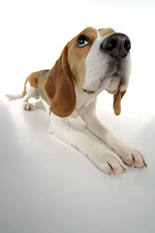 Hund - Beagleschäferling - liegend