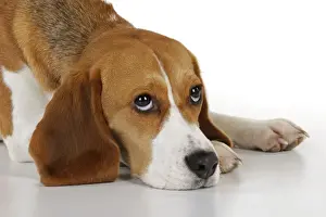 Hund - Beagleschäfer - liegen