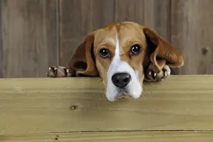 Beagle Dog Breeds Drucke: Dog - Beagle - peaking over gate