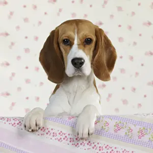 Beagle Dog Breeds Drucke: Dog - Beagle - peaking over sofa
