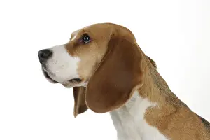 Beagle Dog Breeds Drucke: Dog - Beagle - sitting down