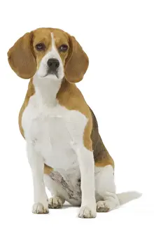 Beagle Dog Breeds Drucke: Dog - Beagle in studio