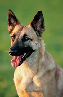 Johan De Meester Art Drucke: Dog - Belgian Malinois