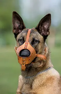 Belgian Malinois Drucke: Dog - Belgian Malinois with muzzle