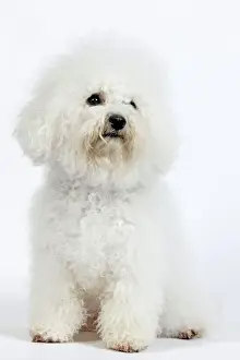 Drucke von LA-6668 Hund - Bichon Frise - im Studio Bekannt als Teneriffenhund von Jean-Michel Labat Hinweis: Drucke sind nur für persönliche Anzeigezwecke gedacht und dürfen nicht reproduziert werden Spielzeug Drucke: Hund - Bichon Frise - im Studio