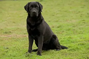 Drucke von LA-7503 Hund - Schwarzer Labrador Jean-Michel Labat Bitte beachten Sie, dass Drucke nur für persönliche Anzeigezwecke gedacht sind und nicht reproduziert werden dürfen Retriever Labrador Drucke: Hund - Schwarzer Labrador