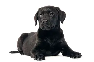 Drucke von LA-5671 Hund - Schwarzer Labrador-Puppy im Studio Jean-Michel Labat Beachten Sie, dass Drucke nur für persönliche Anzeigezwecke gedacht sind und je nachdem nicht reproduziert werden dürfen Retriever Labrador Drucke: Hund - Schwarzer Labrador-Puppy - im Studio