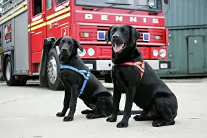 Hund - Schwarze Labrador Rottweiler mit Feuerwagen