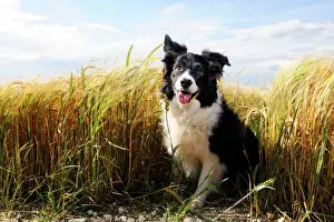 Hund, Rüdenrassier im Feld