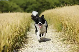 Black And White Dog Drucke: Dog. Border Collie running down path