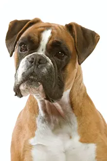 Boxer Drucke: Boxer-Hund