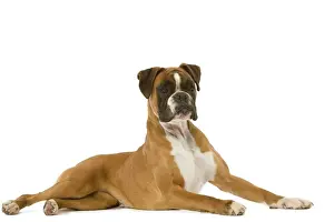 Boxer Dog Breeds Drucke: Dog - Boxer - lying down