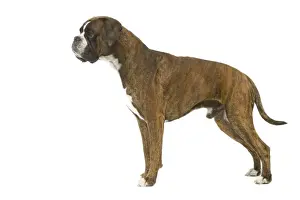Mammal Domestic Animals Drucke: Dog - Boxer in studio