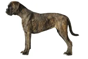 Hund - Boxer im Studio