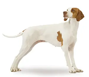 Limited Edition Wildlife Prints Drucke: Dog - braque St Germain / St Germain Pointer