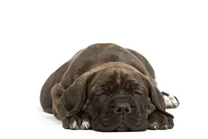 Drucke von LA-7018 Dog - Cane Corso Dog (Italianischer Wachhund) - liegt liegend schlafend Jean-Michel Labat Bitte beachten Sie Schlafzimmer Drucke: Hund - Cane Corso Hund (italienischer Schutzengel) - liegt auf dem Rücken und schläft.
