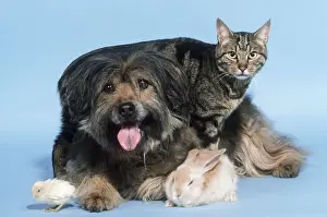 John Daniels Wildlife Images Drucke: Dog Cat Rabbit & Chick