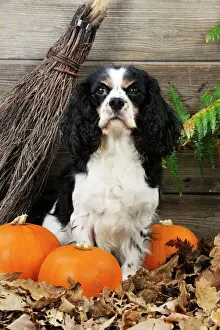 Drucke von JD-21272 HUND. Spanieler Königcharley mit Bürste und Pumpkinen Hans-Joachim Daniel Bitte beachten Sie Halloween-Plakate: Hund, Schäferhund König Charles Spanieler mit Bürste und Kürbissen