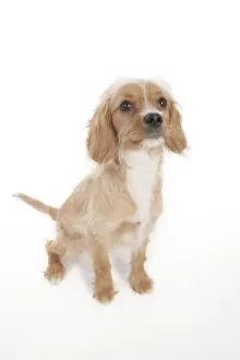 Hund - Cavalier King Charles Spaniel