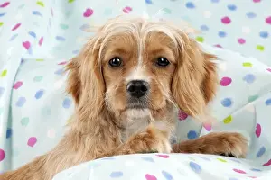 Designer Dog Breeds Drucke: DOG - Cavapoo sitting on spotty blanket