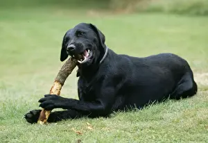 John Daniels Wildlife Images Drucke: Dog Chewing stick