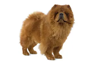 Chow-Chow-Hund