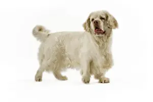 Pet Photography Drucke: Dog - Clumber Spaniel