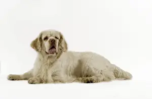 Clumber Spaniel Drucke: Dog - Clumber Spaniel, lying down