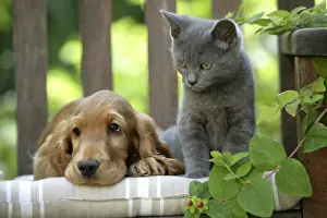 Home Decor With Pets Drucke: Dog - Cocker Spaniel lying on bench with grey kitten