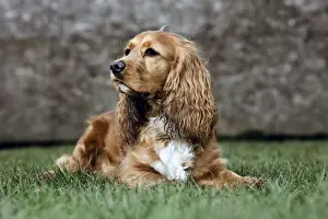 English Cocker Spaniel Breed Drucke: Dog - Cocker Spaniel lying down on grass