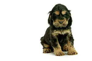 Drucke von LA-1306 Hund - Cockerspanielpuppel Jean Michel Labat Bitte beachten Sie, dass die Drucke nur für persönliche Anzeigezwecke gedacht sind und nicht reproduziert werden dürfen Spaniel Cocker Drucke: Hund - Cockerspanielpuppe