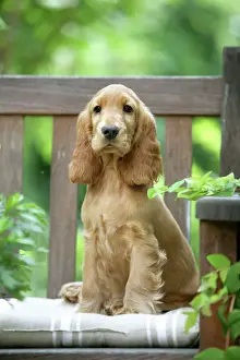 Drucke von LA-2700 Hund - Cochierspaniell sitzt auf Bank Jean Michel Labat Bitte beachten Sie, dass die Drucke nur für persönliche Anzeigezwecke gedacht sind und nicht reproduziert werden dürfen Spaniel Cocker Drucke: Hund - Englischer Spitz sitzend auf Bank