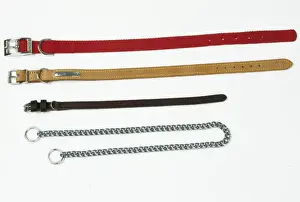 John Daniels Artwork Drucke: Dog Collars