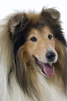 Close Up Dog Faces Drucke: Dog - Collie