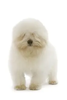 Hund - Coton de Tulear