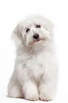 Drucke von LA-7418 Hund - Coton de Tulear Jean-Michel Labat Beachten Sie, dass Drucke nur für persönliche Anzeigezwecke gedacht sind und nicht reproduziert werden dürfen Spielzeug Drucke: Hund - Coton de Tulear