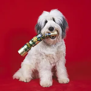 Canine Portrait Art Prints Drucke: Dog With cracker