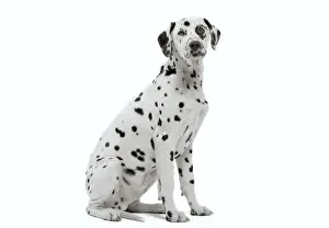 Studio Pet Photography LA Drucke: Dog - Dalmatian in studio