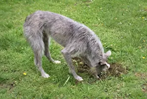 John Daniels Wildlife Photography Drucke: Dog - digging in mole hill