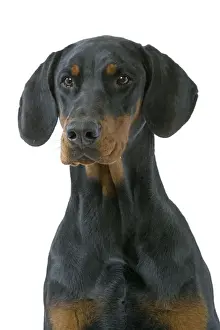 Animal Art Prints Drucke: Dog - Doberman