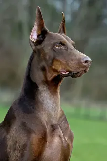 Dobermannhund