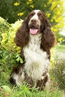 Drucke von LA 3005 Hund Englisch Springer Spaniell Jean Michel Labat Bitte beachten Sie, dass die Drucke nur für persönliche Anzeigezwecke gedacht sind und nicht reproduziert werden dürfen Gundog Drucke: Hund - Englischer Springer Spaniell