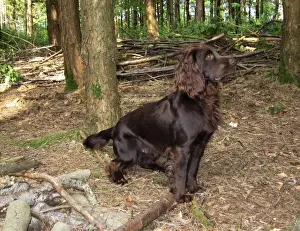 Personalized Pet Art Drucke: Dog - Field Spaniel