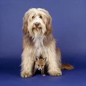 Mixed Species Pets Drucke: Dog - with fox cub