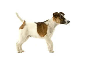 Unique Pet Photography Gifts Drucke: Dog - Fox Terrier