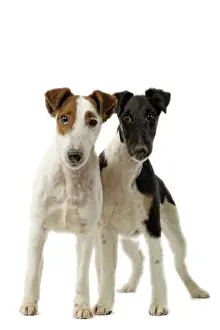 Drucke von LA-3616 Hund - Vierbeiner Jean Michel Labat Bitte beachten Sie, dass Drucke nur für persönliche Anzeigezwecke gedacht sind und nicht reproduziert werden dürfen Verwandte Bilder Drucke: Hund - Vierbeiner