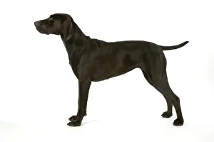 Dog Lover Gifts Online Drucke: DOG - German shorthaired pointer