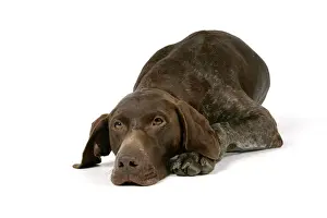 John Daniels Photography Drucke: DOG - German shorthaired pointer lying down