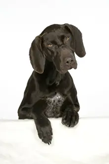 Personalized Pet Artwork Drucke: DOG - German shorthaired pointer with paws over ledge