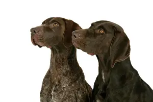 Drucke von JD-19108 HUND - Zwei Deutsche Kurzhaarpointer Hans-Joachim Daniels Bitte beachten Sie, dass Drucke nur für persönliche Anzeigezwecke gedacht sind und nicht reproduziert werden dürfen Gundog Drucke: Zwei Deutsche Kurzhaar-Punkte